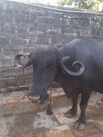ભેસ વેચવાની છે