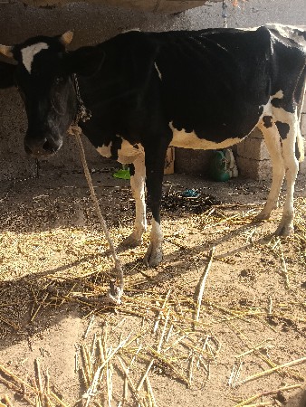 જર્સી ઓડકી