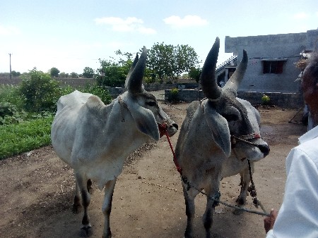 વેચવાના