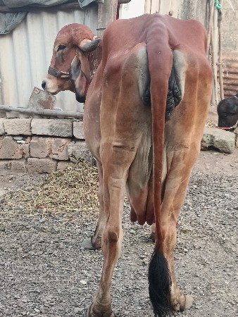 ગાય વેચવાની છે