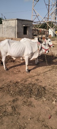 બળદ વેચવાના છે