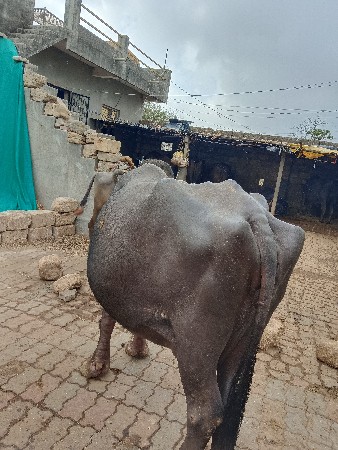 બે ભેસ વેચવાની છે