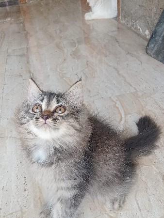 billi