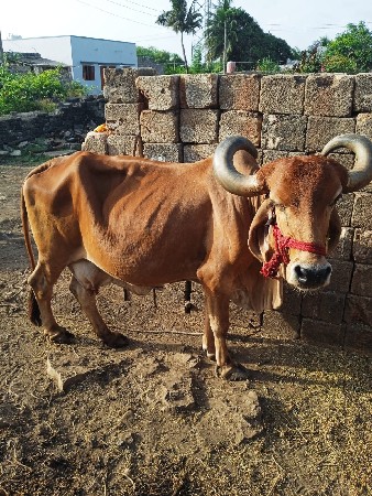 ગાય વેચવાની છે