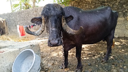 bhesh vechavani chhe