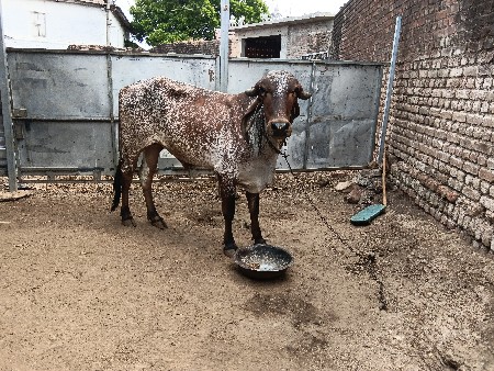 vesvani ni chhe