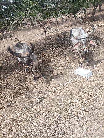 બળદ વેચવાના શે ફુલ જવાબદારી દેવાના