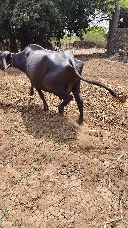 ભેંસ વેચવાની છે