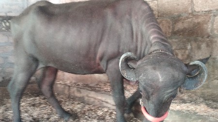 ખડાય
