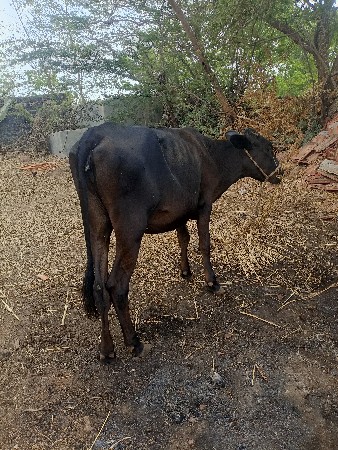 એચએફ.હોડકી વેચવાની છે