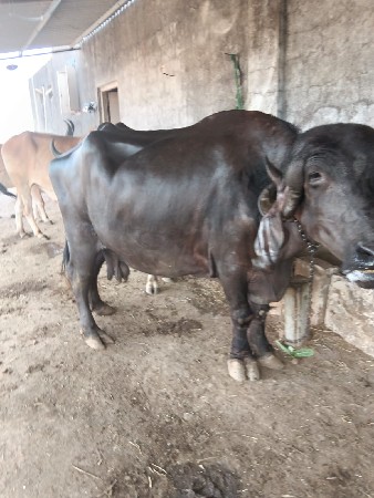 વેચવાની છે