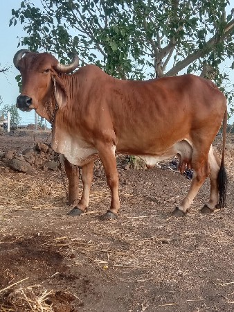 દુધ 5થી6 લીટર છે
