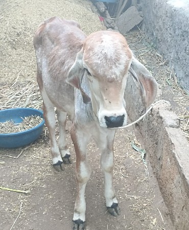 વાસળી વેચવાની છે