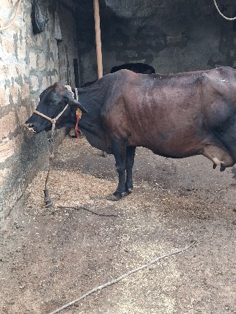 ગાય વૈશવાનાછે