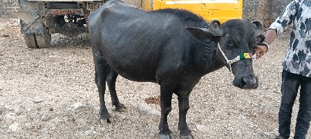આ 2 ભેસો વેચવાની છે.
