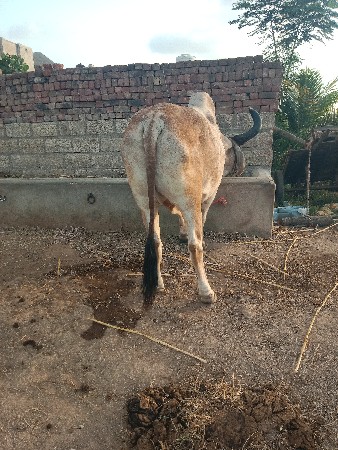 બળદ વેચવા નો છે