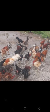 ઓરિજેનલ  મુરધા  કુકડા