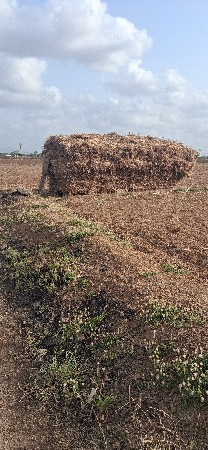 જુવાર નીરણ વેચવા ની છે