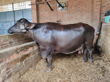 ભેંસ વેચવાની છે