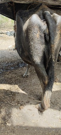 બે ભેંસુ વેચવાની છે