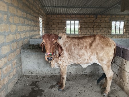 હોળકી