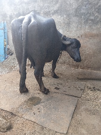 ભેંસ વેચવાની છે વેતર 3