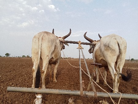 બળદ વેચવાના છે