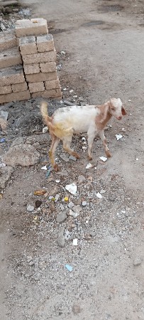 bakro.bachi.8460315616