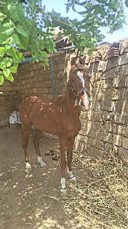 ઘોડો વેચવાનો છે