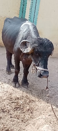 પાડો