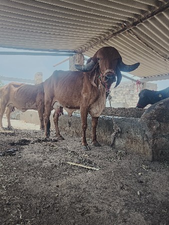 વેશવા ની છે