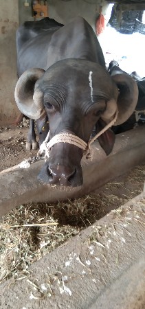 ભેસ વેચવાની છે