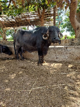 ભેંસ વેસવાની સે
