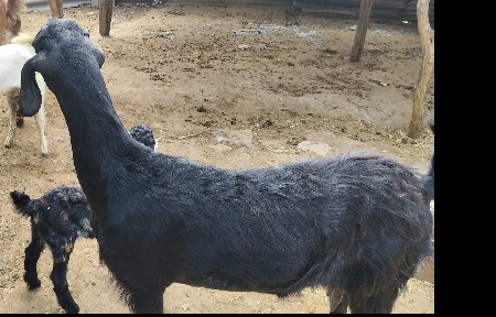 3 વર્ષ નિ  વરોલ