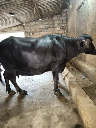 ભેંસ વેચવાની છે