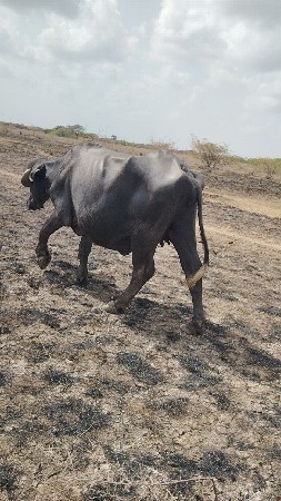 પૅલ વૅતરી ખડાય