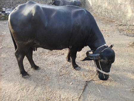ભેંસ વેચવાની છે