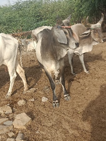 વઢીયારો આખું વેચવાનું છે