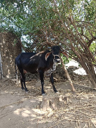 ગાય
