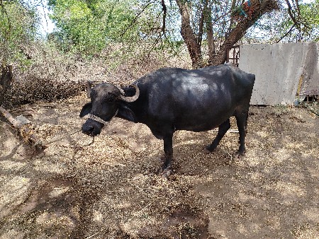 ભેસ વેચવાની છે