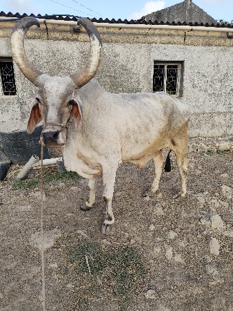 જમણી બાજુએ