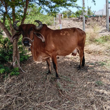 ગાય વેચવાની છે