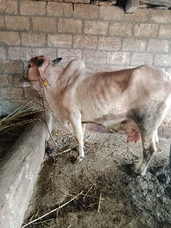 ગાયવેચવાનીછે
આચરતણછે
નીચેવાછડો