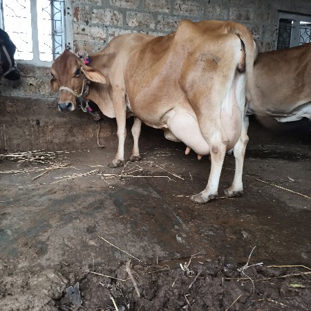ગિર ક્રોસ ગાય વેસવાનિ છે
