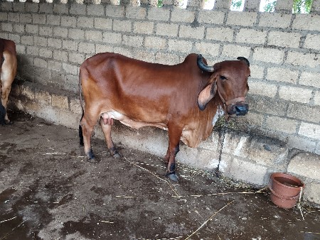 2 ગામ વેચવાની છે