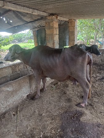 ભેંસ વેચવાની છે