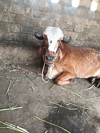 ગાય વેચવાની છે