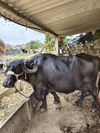 ભેંસ વેચવાની છે વેતર ત્રીજો