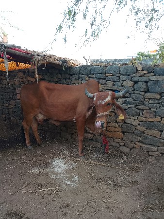 વેચવાની છે