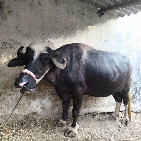 ભેંસ વેચવાની છે